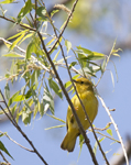 Yellow Warbler 2484